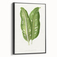 Classic Romantic Art: Green Dieffenbachia Leaf Illustration Print