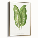 Classic Romantic Art: Green Dieffenbachia Leaf Illustration Print