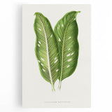 Classic Romantic Art: Green Dieffenbachia Leaf Illustration Print