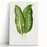 Classic Romantic Art: Green Dieffenbachia Leaf Illustration Print