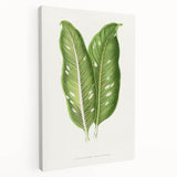 Classic Romantic Art: Green Dieffenbachia Leaf Illustration Print