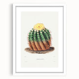 Romantic Era Art: Golden Barrel Cactus Botanical Illustration Print