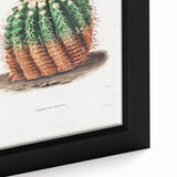 Romantic Era Art: Golden Barrel Cactus Botanical Illustration Print