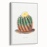 Romantic Era Art: Golden Barrel Cactus Botanical Illustration Print