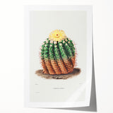 Romantic Era Art: Golden Barrel Cactus Botanical Illustration Print
