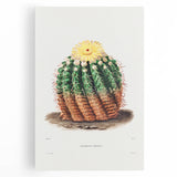 Romantic Era Art: Golden Barrel Cactus Botanical Illustration Print