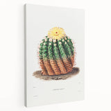 Romantic Era Art: Golden Barrel Cactus Botanical Illustration Print