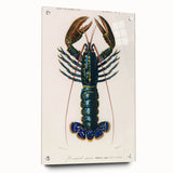 Romantic Era Art: Blue Lobster Illustration by Charles Dessalines d’Orbigny