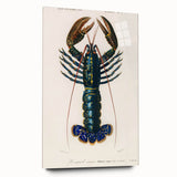 Romantic Era Art: Blue Lobster Illustration by Charles Dessalines d’Orbigny