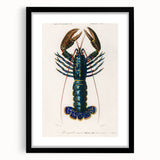 Romantic Era Art: Blue Lobster Illustration by Charles Dessalines d’Orbigny