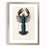 Romantic Era Art: Blue Lobster Illustration by Charles Dessalines d’Orbigny