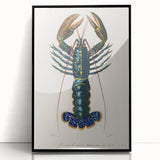 Romantic Era Art: Blue Lobster Illustration by Charles Dessalines d’Orbigny