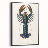 Romantic Era Art: Blue Lobster Illustration by Charles Dessalines d’Orbigny