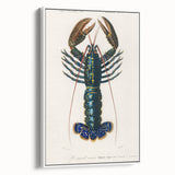 Romantic Era Art: Blue Lobster Illustration by Charles Dessalines d’Orbigny