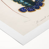 Romantic Era Art: Blue Lobster Illustration by Charles Dessalines d’Orbigny