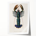 Romantic Era Art: Blue Lobster Illustration by Charles Dessalines d’Orbigny