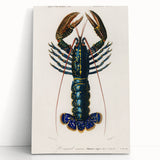 Romantic Era Art: Blue Lobster Illustration by Charles Dessalines d’Orbigny