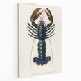 Romantic Era Art: Blue Lobster Illustration by Charles Dessalines d’Orbigny