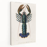Romantic Era Art: Blue Lobster Illustration by Charles Dessalines d’Orbigny
