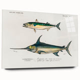 Romantic Era Art: Fish Illustrations by Charles Dessalines d’Orbigny