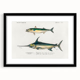 Romantic Era Art: Fish Illustrations by Charles Dessalines d’Orbigny