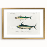 Romantic Era Art: Fish Illustrations by Charles Dessalines d’Orbigny