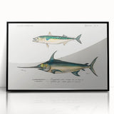 Romantic Era Art: Fish Illustrations by Charles Dessalines d’Orbigny