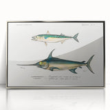 Romantic Era Art: Fish Illustrations by Charles Dessalines d’Orbigny