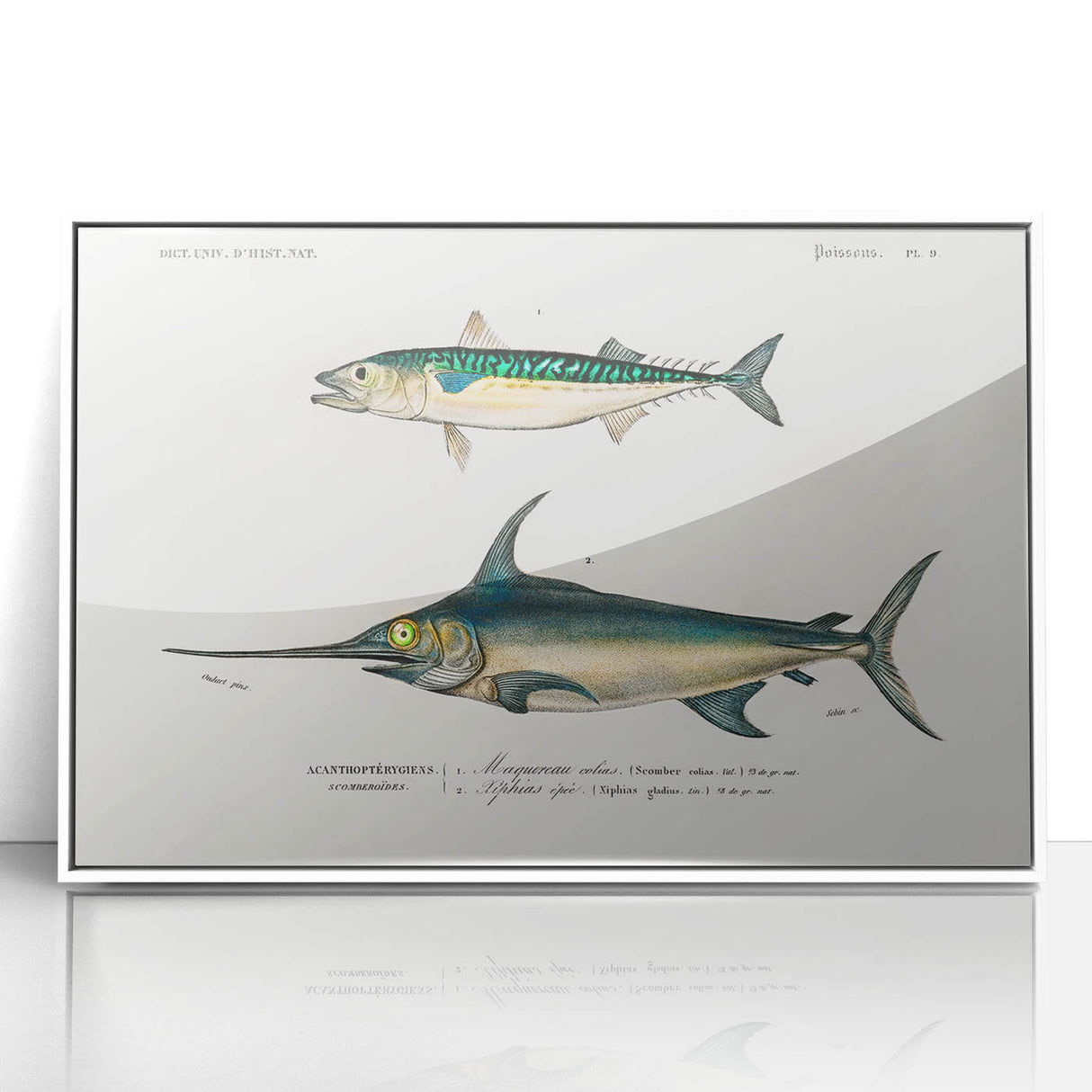 Romantic Era Art: Fish Illustrations by Charles Dessalines d’Orbigny