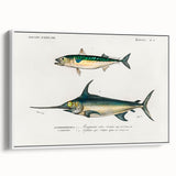 Romantic Era Art: Fish Illustrations by Charles Dessalines d’Orbigny