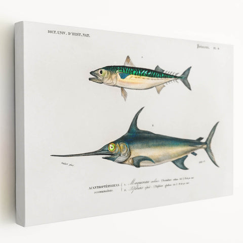 Romantic Era Art: Fish Illustrations by Charles Dessalines d’Orbigny