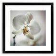 Abstract floral wall art framed in black with a white mat, showcasing a vibrant design of colorful flowers, perfect for modern home decor.
