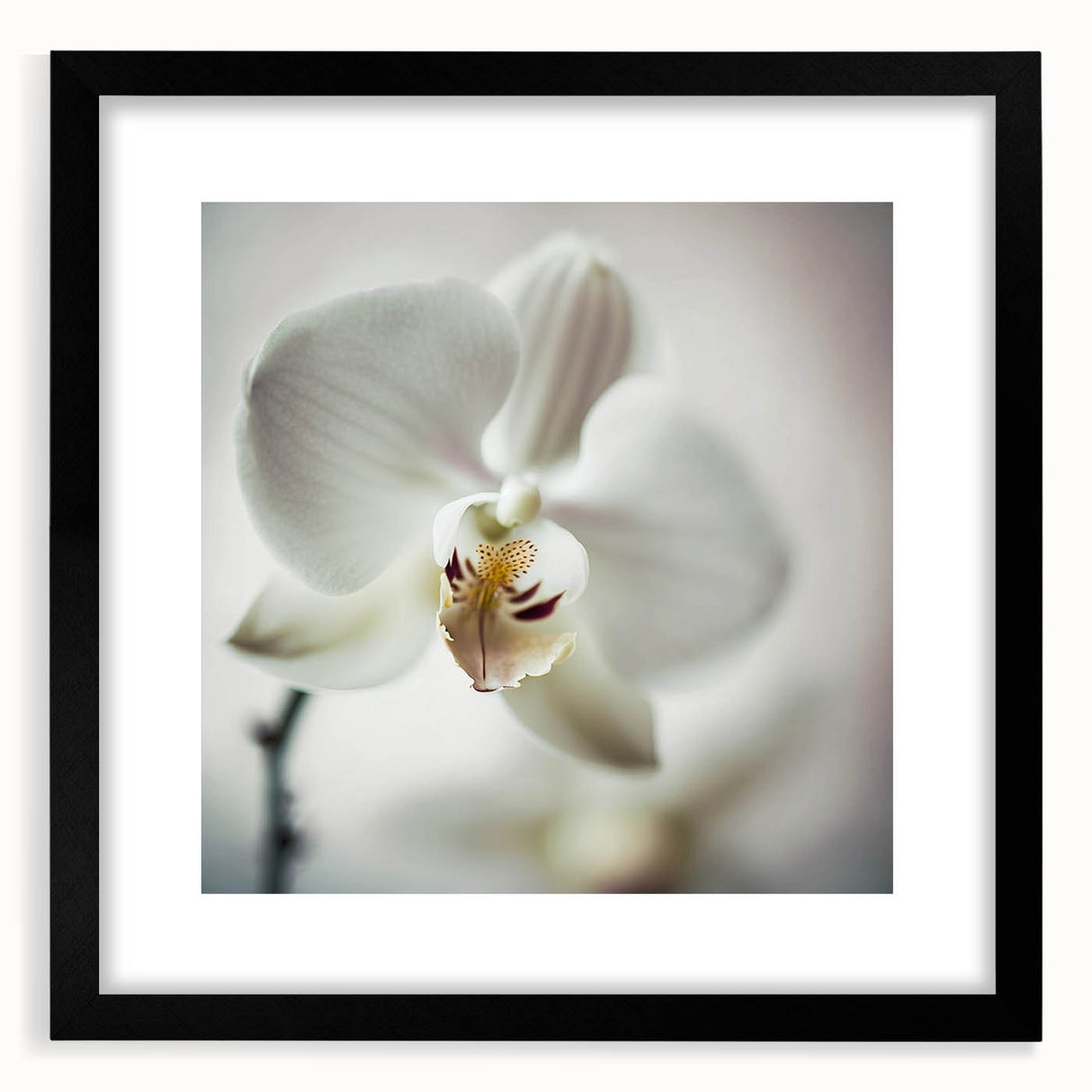 Abstract floral wall art framed in black with a white mat, showcasing a vibrant design of colorful flowers, perfect for modern home decor.