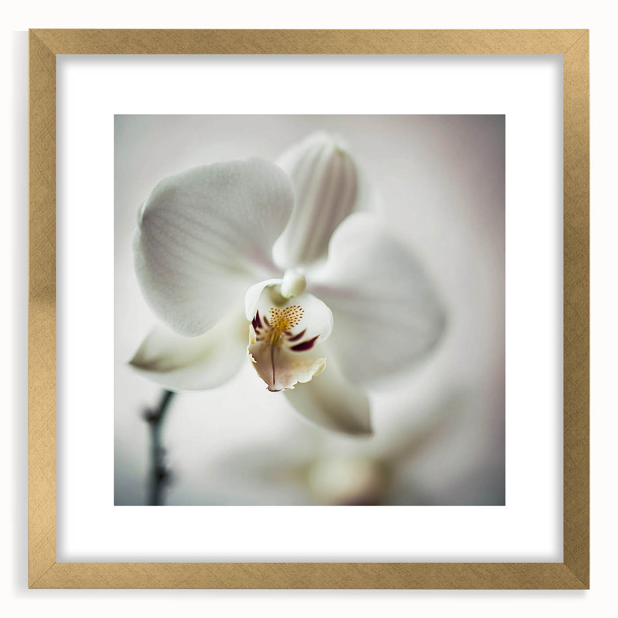 Abstract floral wall art framed in gold with a mat, showcasing vibrant colors and intricate designs, perfect for enhancing modern home decor aesthetics.