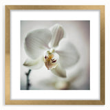 Abstract floral wall art framed in gold with a mat, showcasing vibrant colors and intricate designs, perfect for enhancing modern home decor aesthetics.