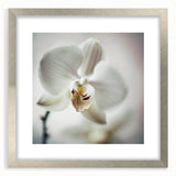 Abstract floral wall art framed in silver, showcasing vibrant colors and intricate designs, ideal for modern home decor and enhancing interior aesthetics.