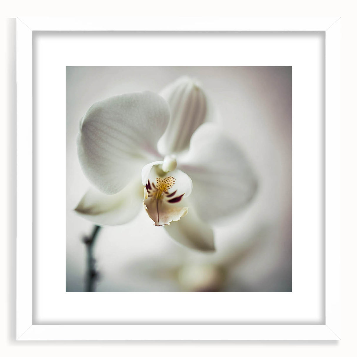 Abstract floral wall art framed in white with a mat, showcasing vibrant colors and intricate patterns, perfect for modern home decor or office settings.