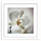 Abstract floral wall art framed in white with a mat, showcasing vibrant colors and intricate patterns, perfect for modern home decor or office settings.