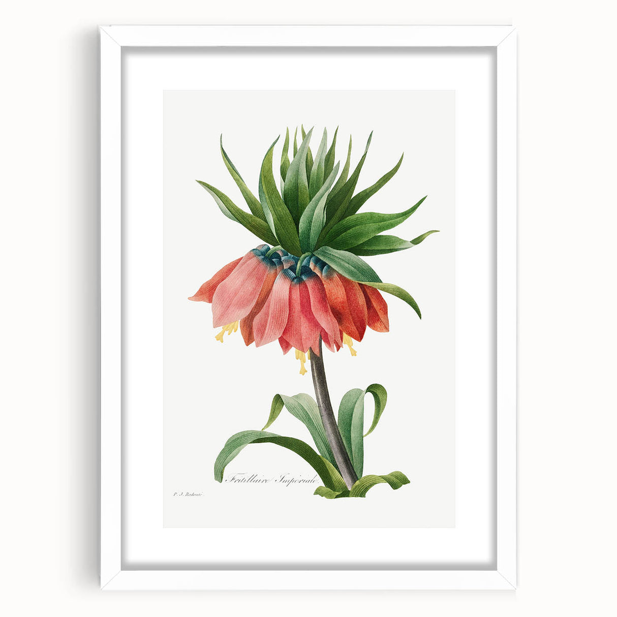 Neoclassical Crown Imperial Fritillary Print - Botanical Art by Redouté