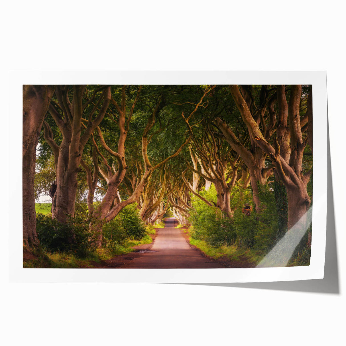 Extra large rolled print of a vibrant Irish landscape with lush greenery and floral elements, ideal for dining room wall art.
