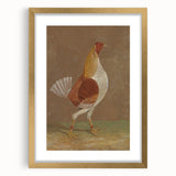 Romantic Era Art: "Pale-Breasted Fighting Cock" by John F. Herring