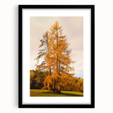 Abstract art print featuring textured fall colors in an extra-large black frame, ideal for living room decor.