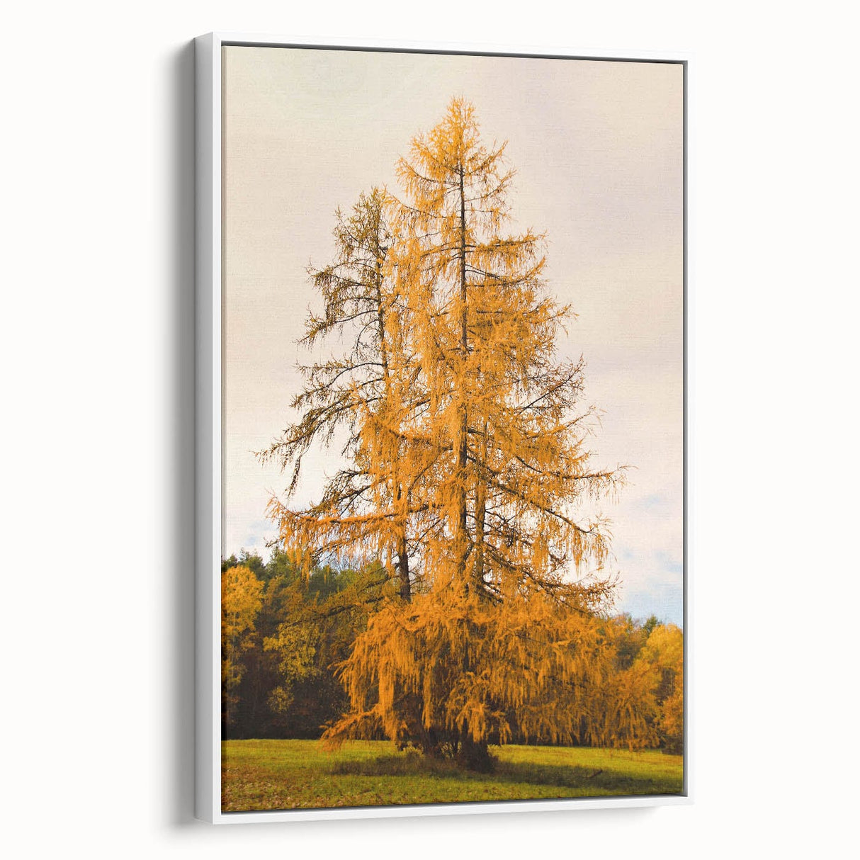 Vintage poster art of autumn trees on extra large framed canvas, featuring vibrant fall colors, ideal for living room decor.