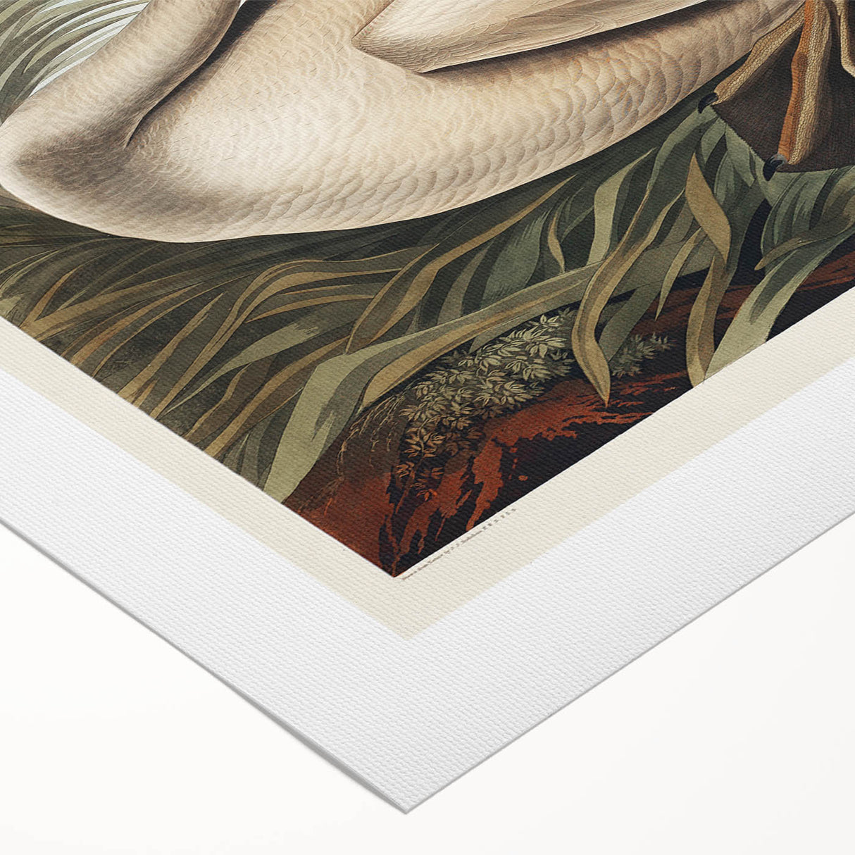 Realism Art Print of Trumpeter Swan - Elegant Nature Illustration