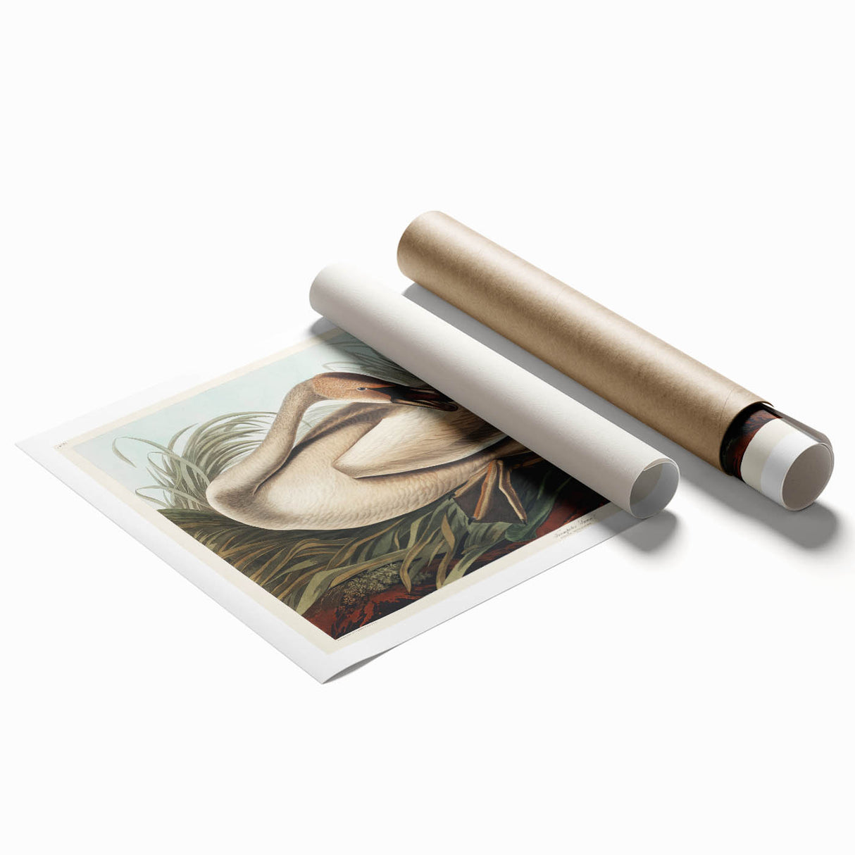 Realism Art Print of Trumpeter Swan - Elegant Nature Illustration