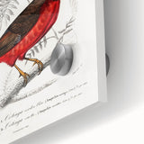 Romantic Era Art: Exotic Bird Illustrations by Charles Dessalines d’Orbigny