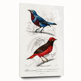 Romantic Era Art: Exotic Bird Illustrations by Charles Dessalines d’Orbigny