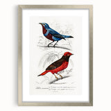 Romantic Era Art: Exotic Bird Illustrations by Charles Dessalines d’Orbigny