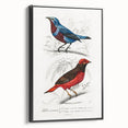 Romantic Era Art: Exotic Bird Illustrations by Charles Dessalines d’Orbigny