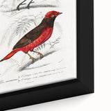 Romantic Era Art: Exotic Bird Illustrations by Charles Dessalines d’Orbigny